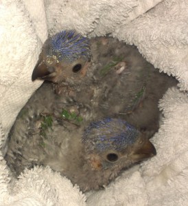 Baby Lorrikeets